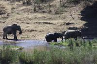 Safari im Kruger Nationalpark
