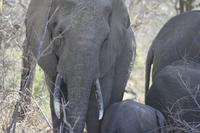 Safari im Kruger Nationalpark