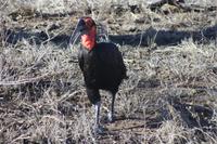 Safari im Kruger Nationalpark
