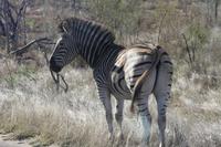 Safari im Kruger Nationalpark