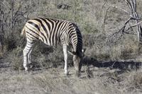 Safari im Kruger Nationalpark