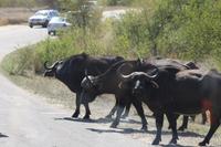 Safari im Kruger Nationalpark