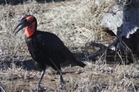Safari im Kruger Nationalpark