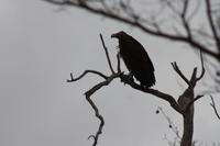 Safari im Kruger Nationalpark
