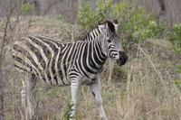 Safari im Kruger Nationalpark