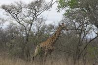 Safari im Kruger Nationalpark