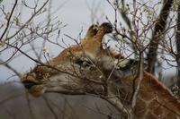 Safari im Kruger Nationalpark
