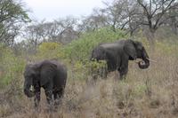 Safari im Kruger Nationalpark