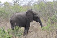 Safari im Kruger Nationalpark