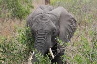 Safari im Kruger Nationalpark