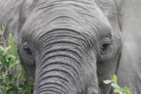 Safari im Kruger Nationalpark