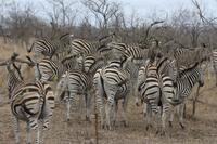 Safari im Kruger Nationalpark