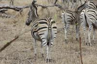 Safari im Kruger Nationalpark