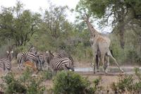 Safari im Kruger Nationalpark