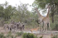 Safari im Kruger Nationalpark