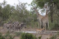 Safari im Kruger Nationalpark
