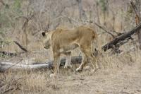 Safari im Kruger Nationalpark