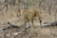 Safari im Kruger Nationalpark