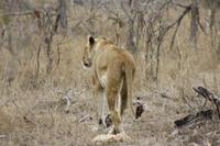 Safari im Kruger Nationalpark