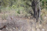 Safari im Kruger Nationalpark