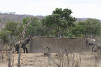 Safari im Kruger Nationalpark