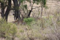 Safari im Kruger Nationalpark