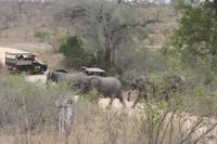 Safari im Kruger Nationalpark