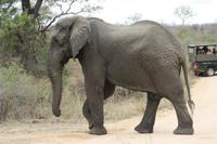 Safari im Kruger Nationalpark