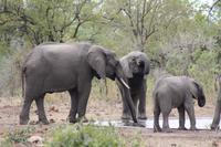 Safari im Kruger Nationalpark
