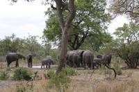 Safari im Kruger Nationalpark