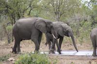Safari im Kruger Nationalpark
