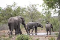 Safari im Kruger Nationalpark