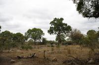 Safari im Kruger Nationalpark
