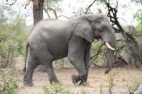 Safari im Kruger Nationalpark