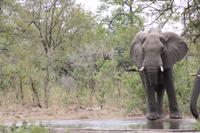 Safari im Kruger Nationalpark