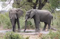 Safari im Kruger Nationalpark