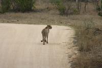 Safari im Kruger Nationalpark