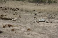 Safari im Kruger Nationalpark
