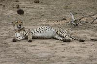 Safari im Kruger Nationalpark