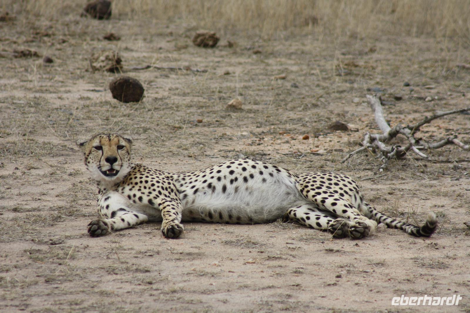 Safari im Kruger Nationalpark