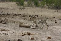 Safari im Kruger Nationalpark