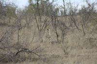 Safari im Kruger Nationalpark