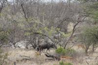 Safari im Kruger Nationalpark