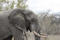 Safari im Kruger Nationalpark