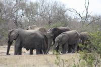 Safari im Kruger Nationalpark