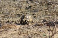 Safari im Kruger Nationalpark