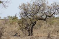 Safari im Kruger Nationalpark