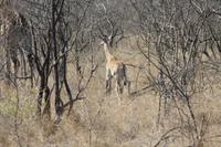 Safari im Kruger Nationalpark
