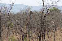 Safari im Kruger Nationalpark