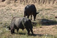 Safari im Kruger Nationalpark